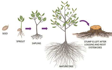 How does bamboo grow?