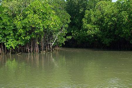 Bhitarkanika National Park - HolidayOdishaTour