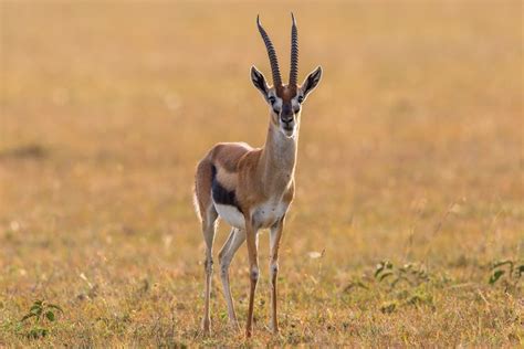 8 Fascinating Facts About Gazelles