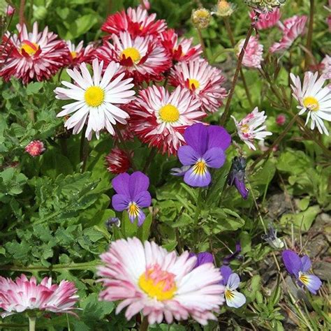 Perennial Meadow Seeds Archives ⋆ Pictorial Meadows | Pollination, Wildflower garden, Perennials