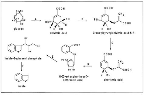 Biosynthetic steps in the shikimic acid/tryptophan pathway. Enzymes in ...