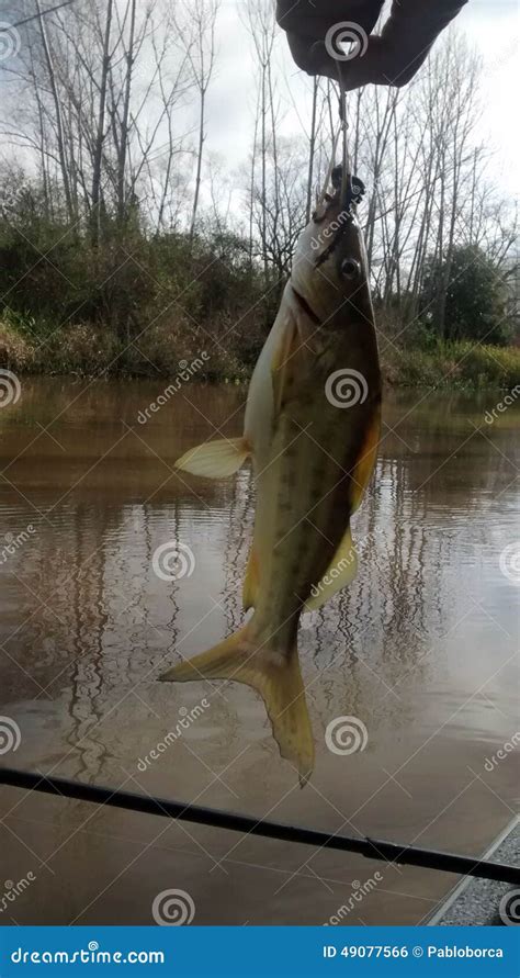 Bagre fish stock photo. Image of fish, view, tigre, delta - 49077566