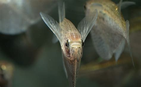 15 Best Bristlenose Pleco Tank Mates - FishLab - FishLab