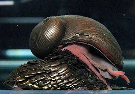 Scaly foot gastropod - Alchetron, The Free Social Encyclopedia