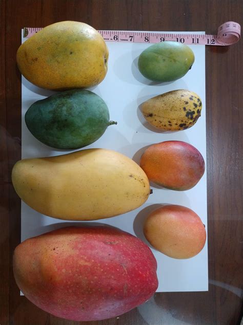 Taiwan mangoes I tasted June 2019 - Pictures! - Growing Fruit