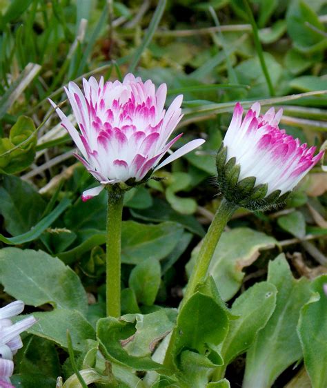 Bellis perenis | Plants, Photography