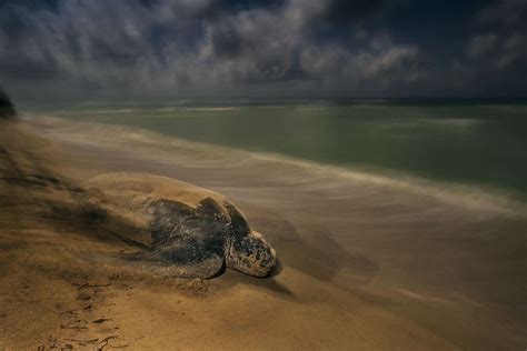 Wildlife Photographer of the Year Awards 2017 Winners