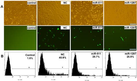 GFP expression detection by fluorescence microscopy and FACS. ( A ...