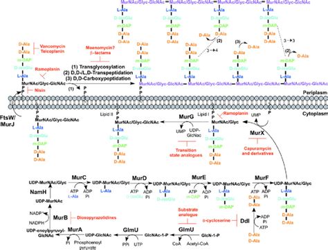 Inhibitors targeting peptidoglycan biosynthesis. The roles of the key... | Download Scientific ...