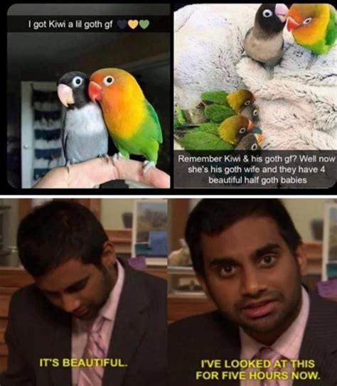 I love Birds | /r/wholesomememes | Wholesome Memes | Know Your Meme