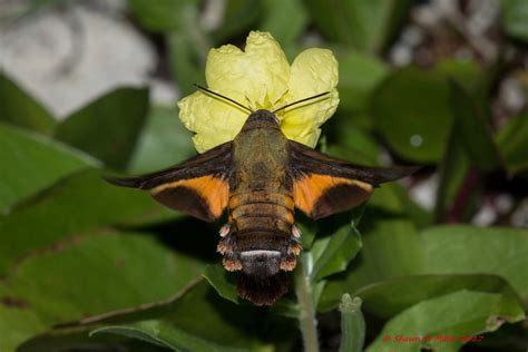 hummingbird moth | Okinawa Nature Photography