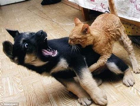 Funny Animal Fights New Nice Images | Funny Animals