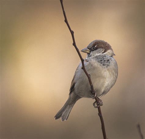 Mr Sparrow | Male house sparrow (Passer domesticus) perched … | Flickr