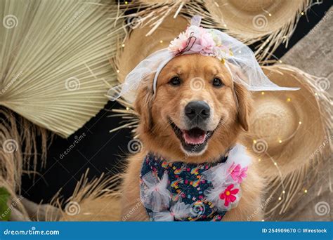 Cute Golden Retriever Wearing a Costume Stock Photo - Image of sweet, doggy: 254909670