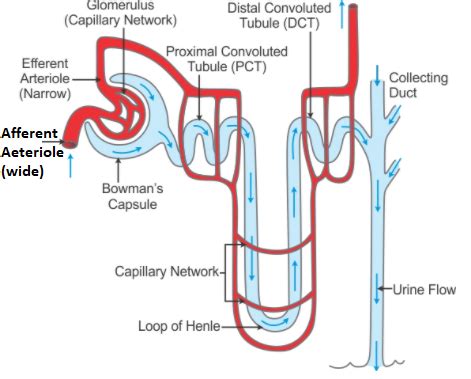 If you want to explain the process of filtration in kidney what diagram you need to draw