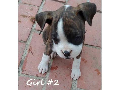 8 beautiful boxer puppies for adoption Fresno - Puppies for Sale Near Me