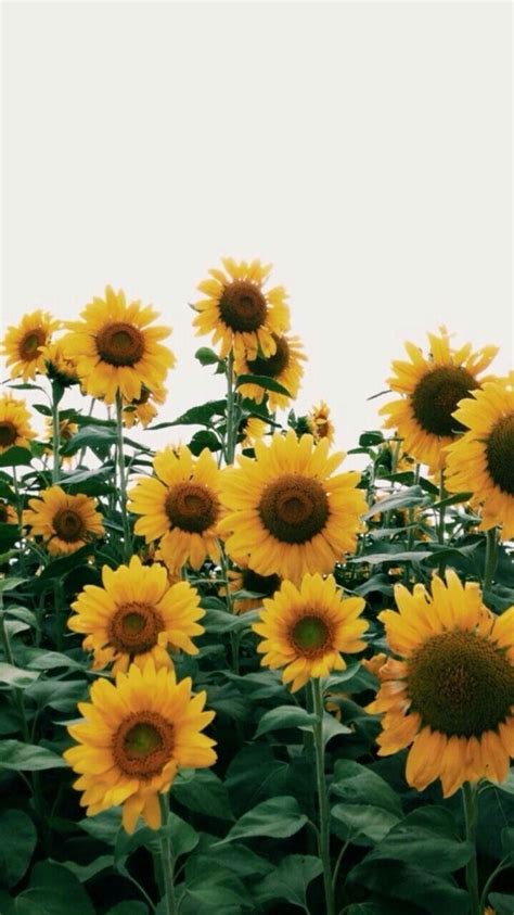 Yellow Aesthetic Sunflower Wallpapers - Wallpaper Cave