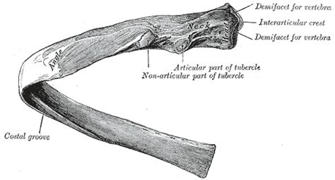 Human rib cage - wikidoc