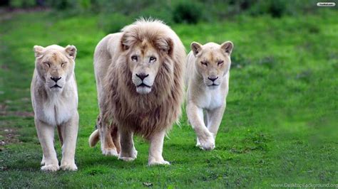 YouWall Lion Family Wallpapers Wallpaper,wallpapers,free ... Desktop ...