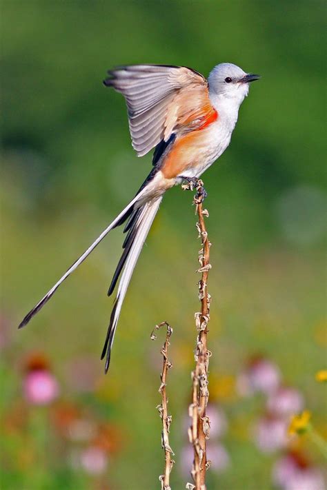 Dallas Trinity Trails: Scissor-tailed Flycatchers and Kingbirds In Texas Trinity River Corridor ...