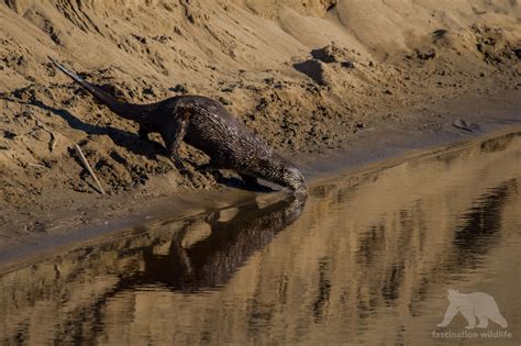 Point Reyes Wildlife - Fascination Wildlife