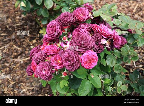 Ebb tide rose hi-res stock photography and images - Alamy