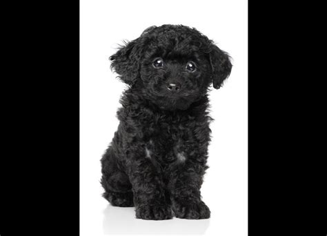 Black Poodle | Poodle, Puppies, Cute dogs