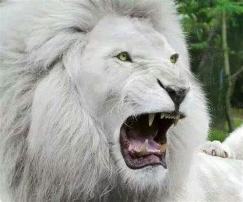 Roaring White Lion | Weiße löwen, Streichelzoo, Ausflug