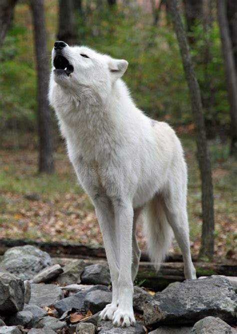 Wild wolf howling stock photo. Image of lakota, endangered - 21733014