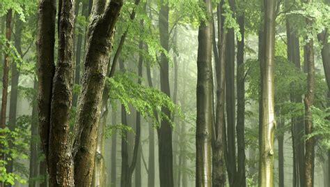 Small trees are among the oldest in Congolese rainforest