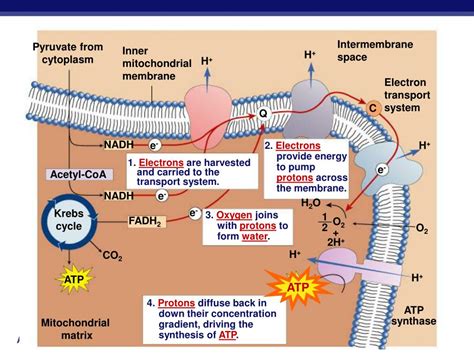 PPT - Cellular Respiration Stage 4: Electron Transport Chain PowerPoint Presentation - ID:5948744