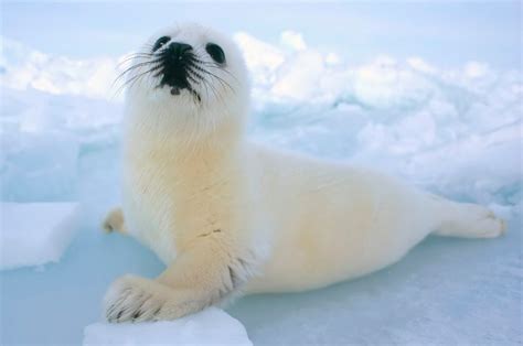 Galería de imágenes: Fotos de focas bebés