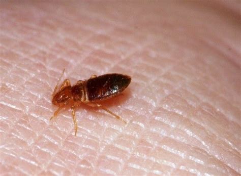 Bed Bugs Removal Tips and Guidelines - bravoairlines