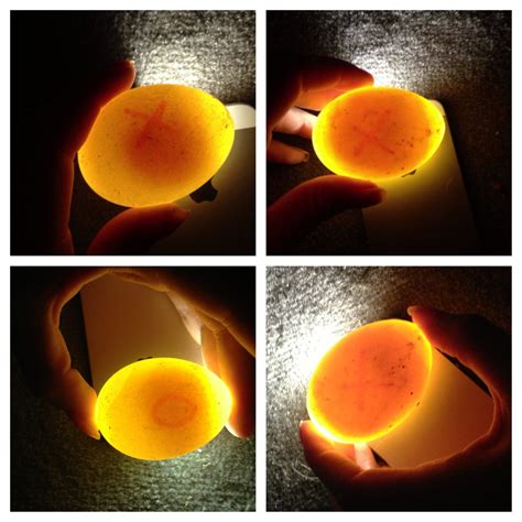 Duck Egg Candling Photo Diary | Page 6 | BackYard Chickens - Learn How ...