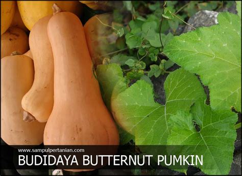 Budidaya Labu madu atau Butternut pumkin (Cucurbita moschata) - Sampul Pertanian