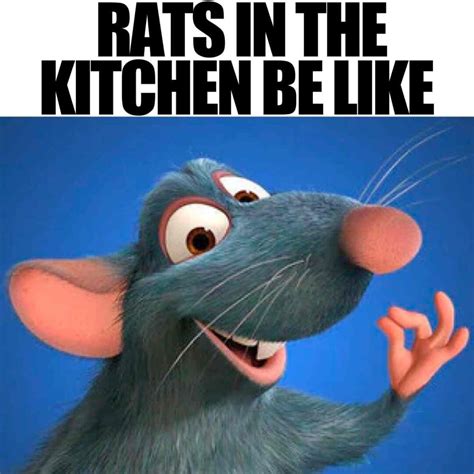 17 Funny Rat Memes And Images About These Pesty Rodents