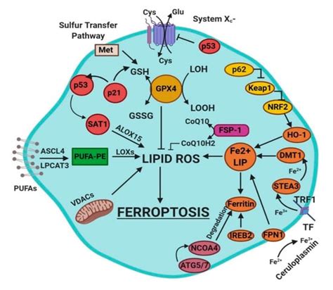 Ferroptosis in Liver Diseases | Encyclopedia MDPI