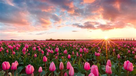 Tulip Field At Dawn Wallpapers - Wallpaper Cave