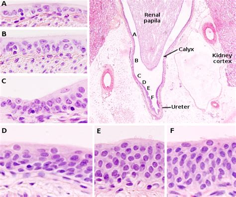 Transitional Epithelium | Introduction, Types & Function