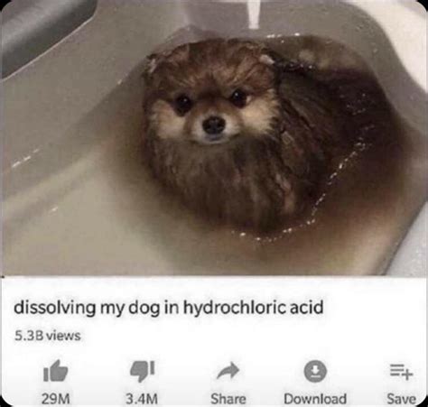 Dog water : r/meme