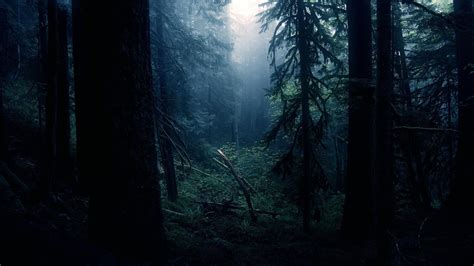 26+ Wallpaper Hd Dark Forest, Terkini!