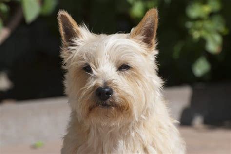 How to Groom a Cairn Terrier | TerrierHub