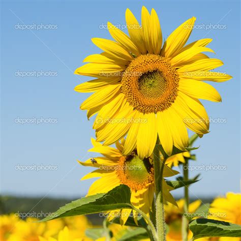 Sunflowers field in Ukraine — Stock Photo © OlegDoroshenko #51020775