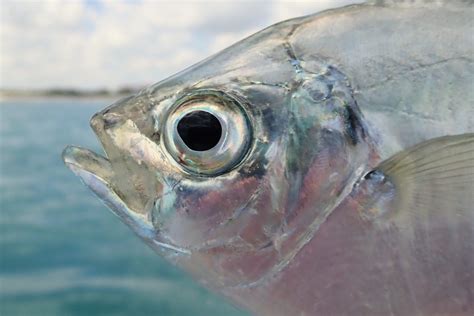 Atlantic Bumper | Mexico – Fish, Birds, Crabs, Marine Life, Shells and Terrestrial Life