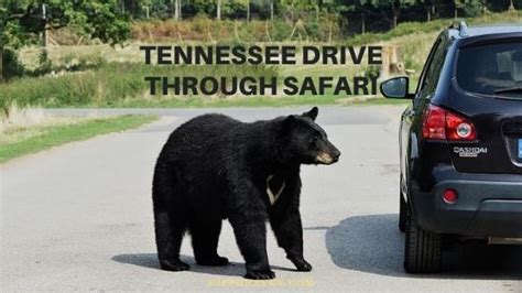 Tennessee Drive Through Safari - Travel Guide - Hippo Haven