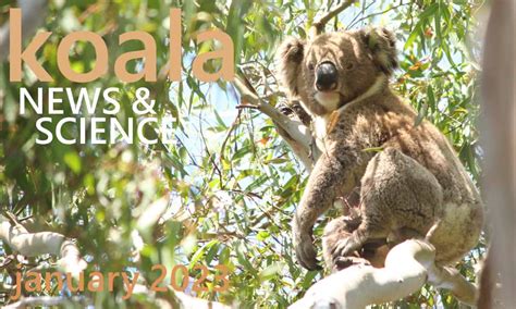 Koala News & Science January 2023 | Wild Koala Day