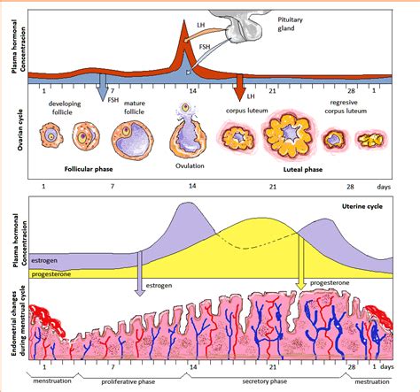 The Ovarian Cycle: An Overview