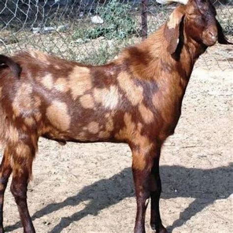 Male Sirohi Goat at Rs 500/unit in Pune | ID: 14420939355