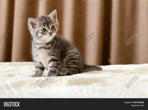 Cute Tabby Kitten Image & Photo (Free Trial) | Bigstock