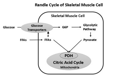 Current Comprehension of the Role of Fatty Acids in the Development of Type 2 Diabetes